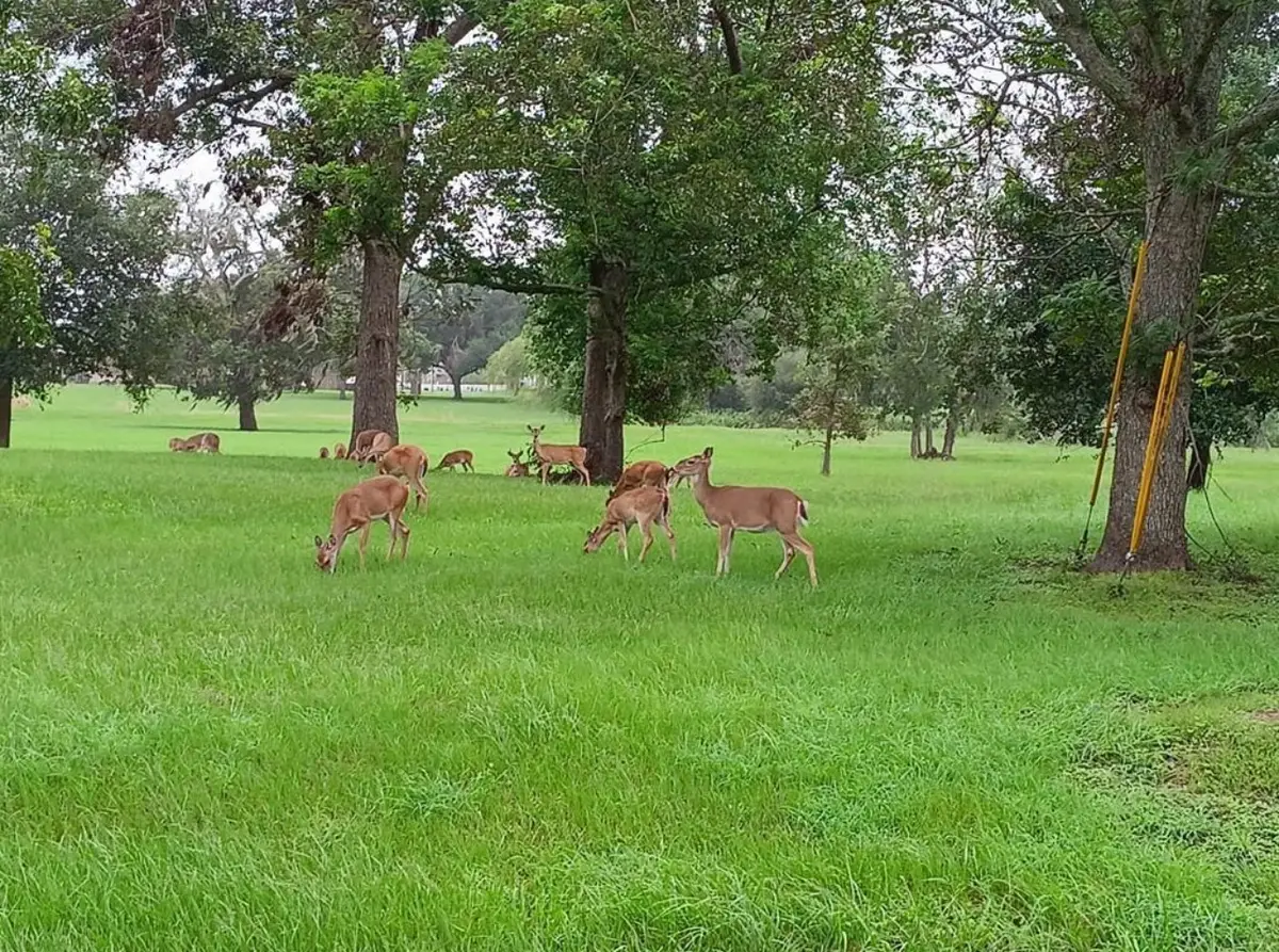 000 Brahman, Angleton, TX 77515 - Image #1