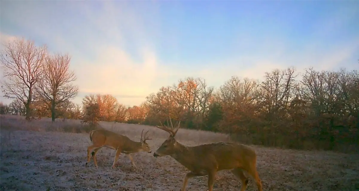 TBD County Road 707, Kosse, TX 76653 - Image #1