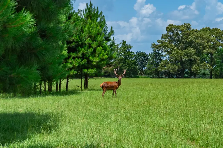 3860 Fm 2259, Nacogdoches, TX 75961 - Image #2