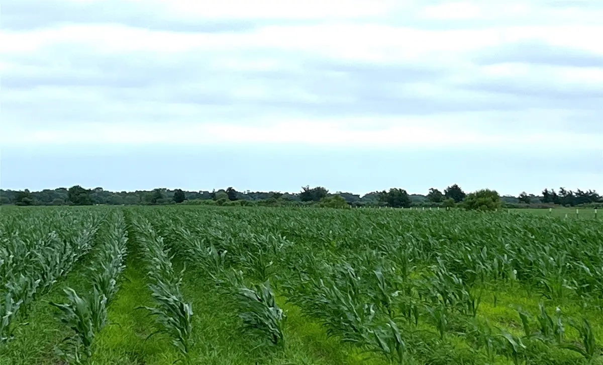 00 County Rd 390, El Campo, TX 77437 - Image #1