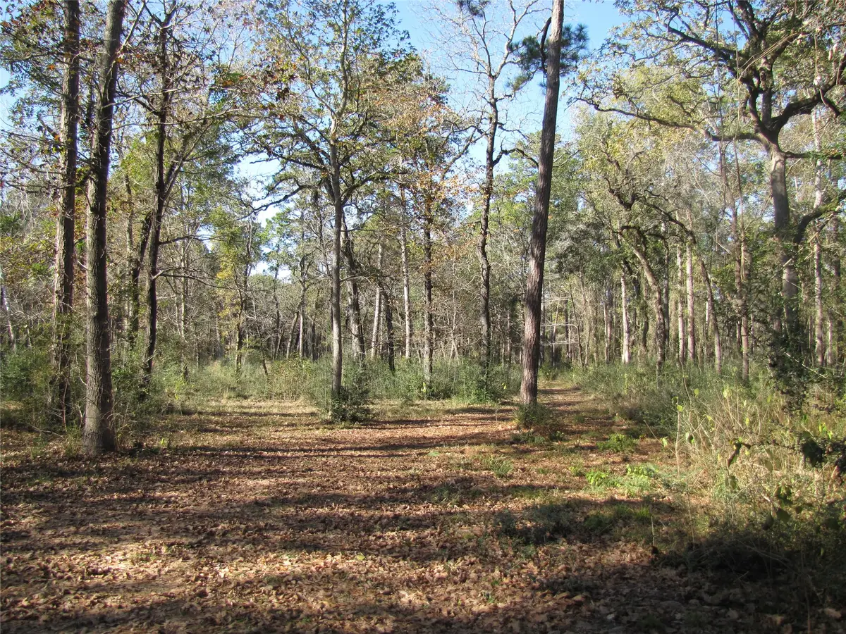 32602 Dogwood Trail, Magnolia, TX 77355 - #1