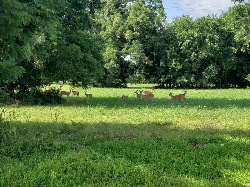 267 & 273 Middle Bayou Trail, Angleton, TX 77515 - Image #3