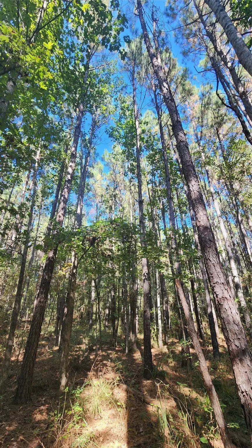 Lot 228 Ranches At Lone Star Ridge, Lovelady, TX 75851 - Image #1