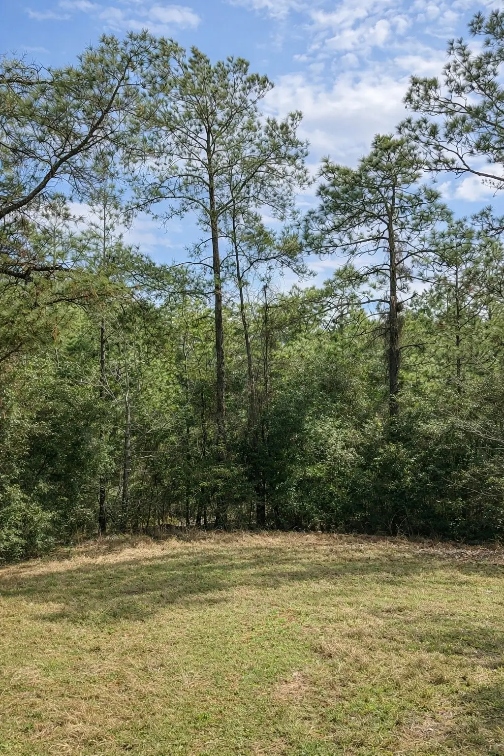 TBD 123 Palmer Drive, Brookeland, TX 75931 - #1