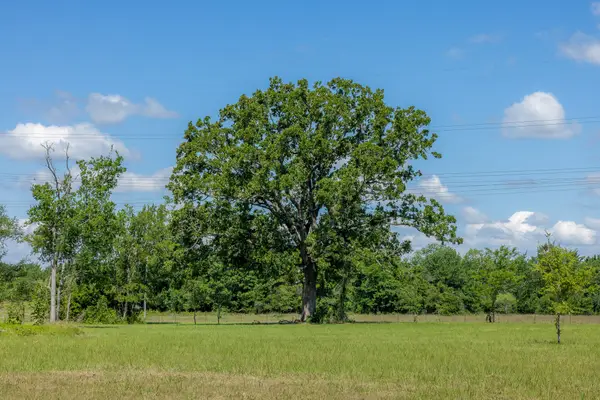 6781 Atakapan Trail, Bedias, TX 77831