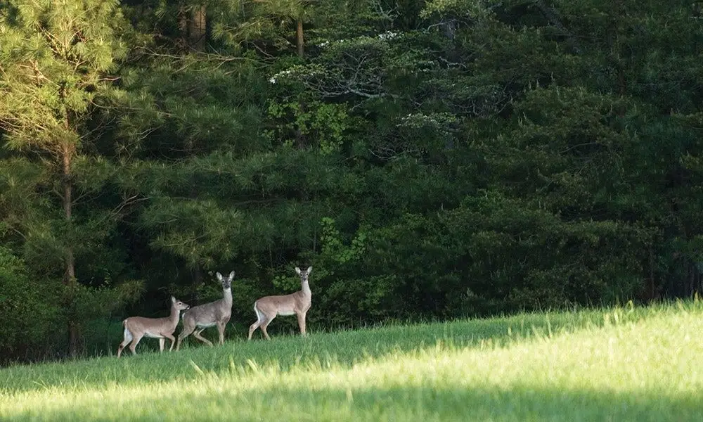 14-37-40 Sandpiper Drive, New Waverly, TX 77358 - Image #1