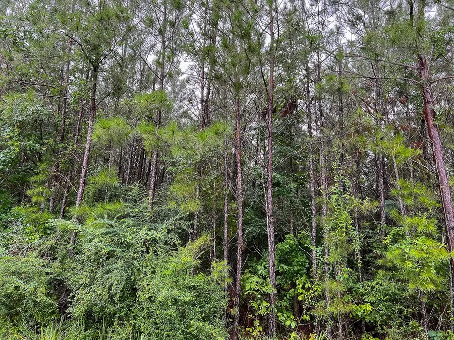 8 Sunflower Road, Livingston, TX 77351 - #2