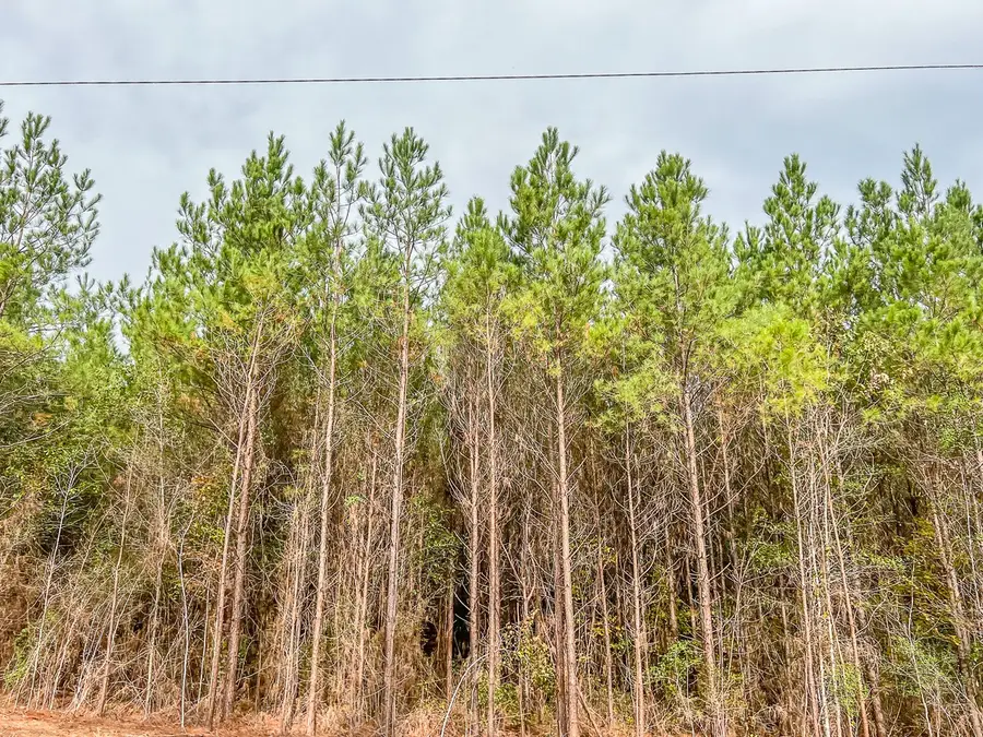 00 Cr 2305 S, Moss Hill, TX 77327 - Image #3