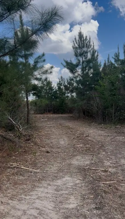 2147 8160 Tract 36, Lovelady, TX 75851 - #3