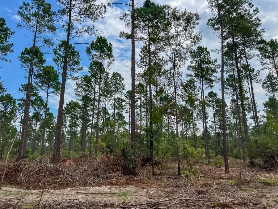 31 Boontown Road, Groveton, TX 75845 - Image #2