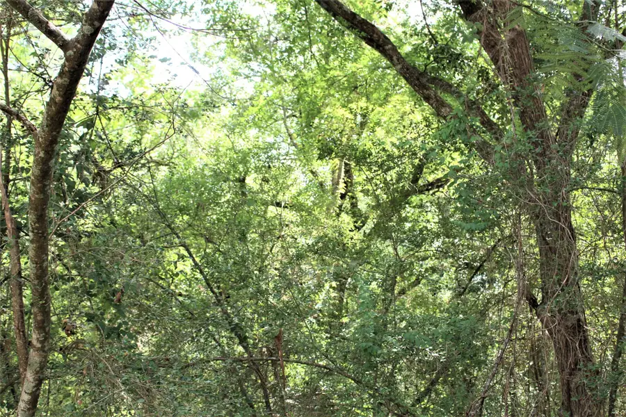 000 Running Deer, Grapeland, TX 75844 - Image #2