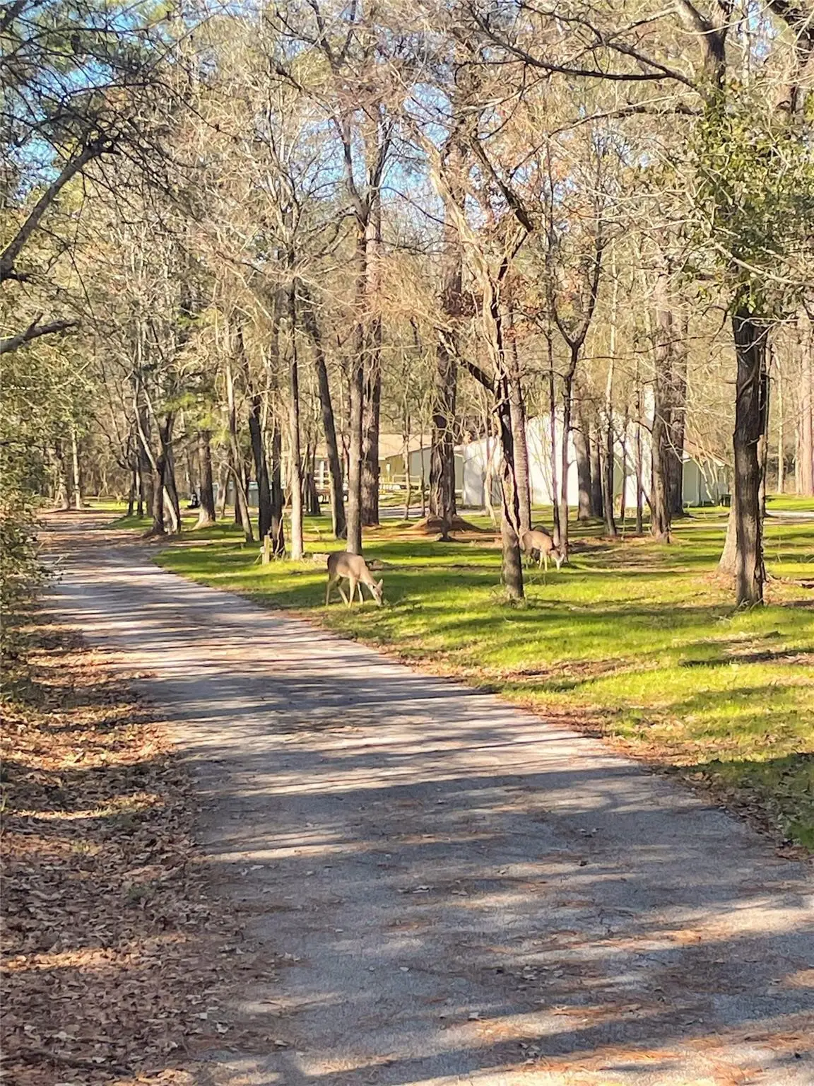 83 Dahlia Road, Huntsville, TX 77320 - Image #1