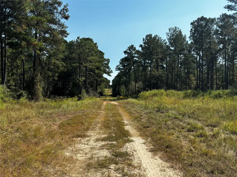 Tract 5 Trinity Lady Park Road, Trinity, TX 75862 - Image #3