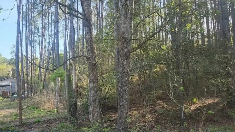 Lot 5 Walnut Tree Lane, Plantersville, TX 77363 - #3