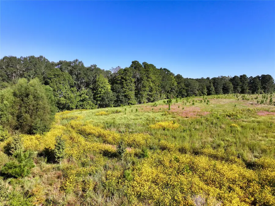 2792 Forest Hopson Road, Zavalla, TX 75980 - Image #3