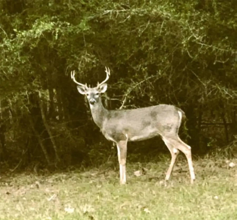 L29 Spreading Oak, Trinity, TX 75862 - Image #3