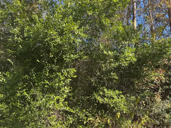 TBD Williams Drive, Livingston, TX 77351