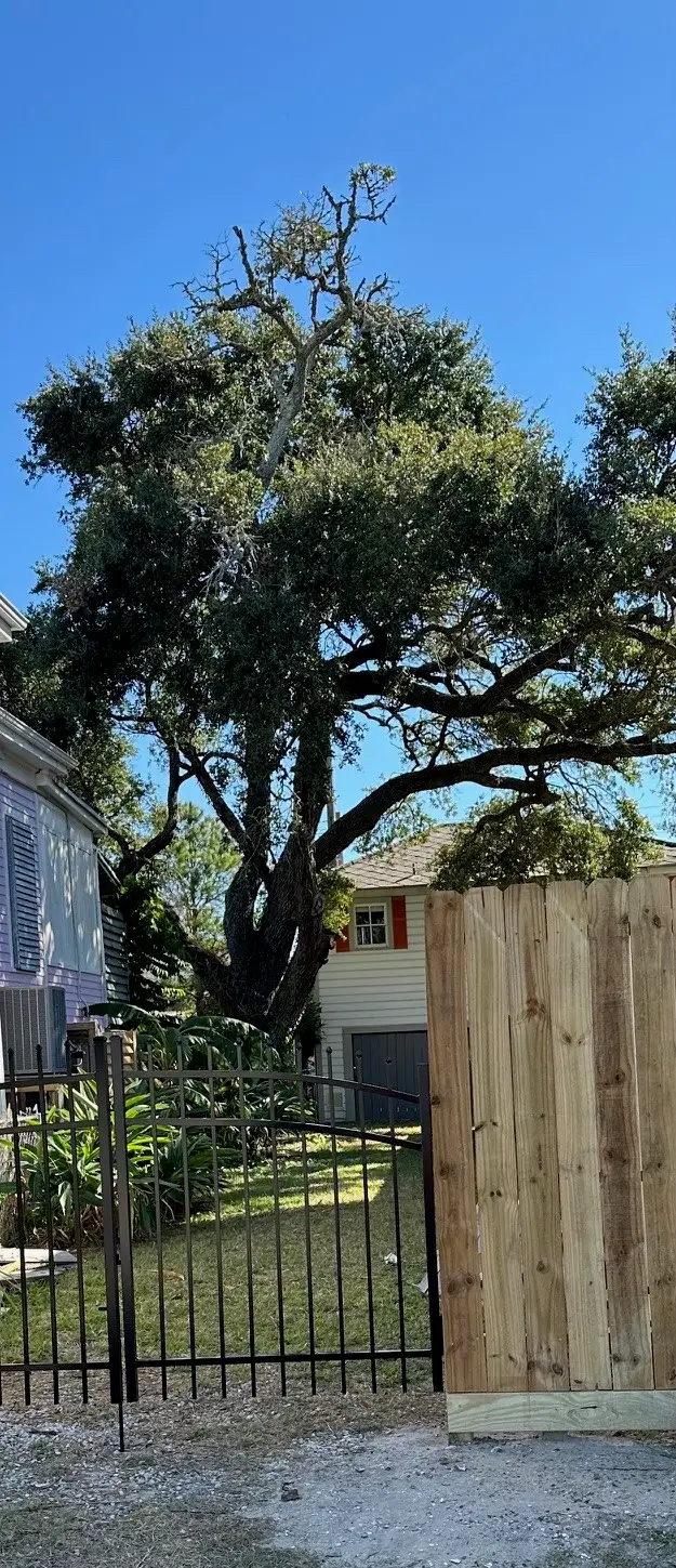 1009 Sealy Street, Galveston, TX 77550 - Image #2