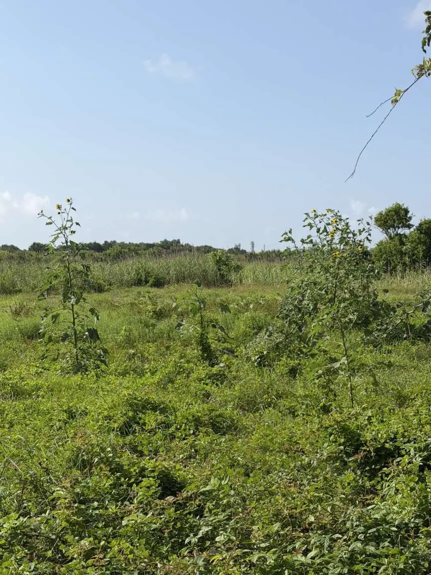2203 Duncan Drive, Oyster Creek, TX 77541 - #2
