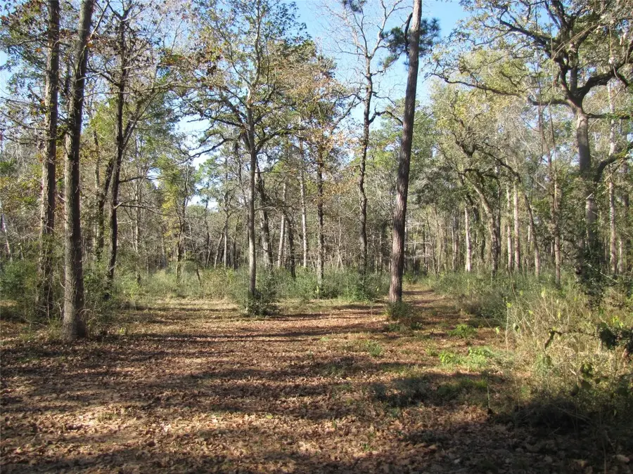 32602 Dogwood Trail, Magnolia, TX 77355 - #2