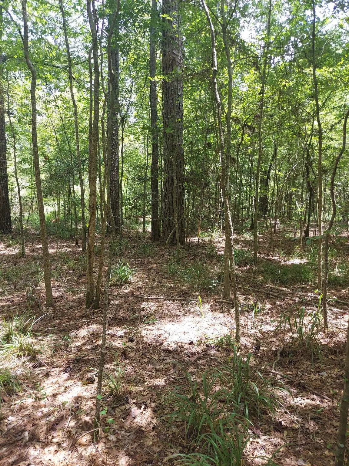 306 Deason Circle, Colmesneil, TX 75938 - Image #1