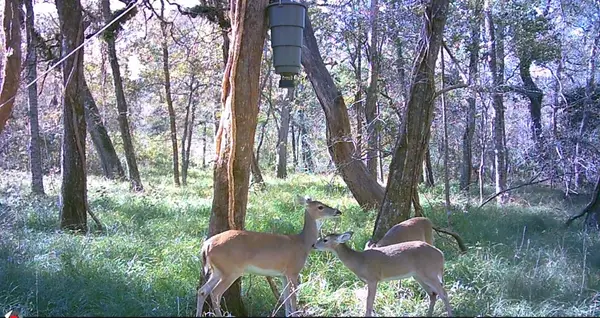 0 Squirrel Hollow Road, Damon, TX 77430