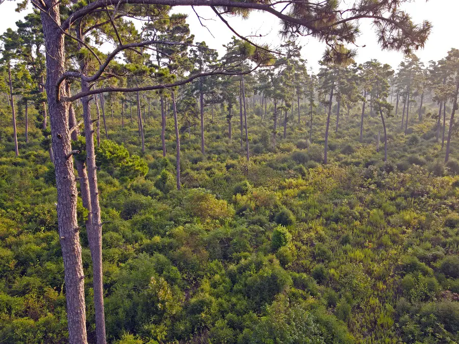 8301 State Highway 7 Highway E, Centerville, TX 75833 - Image #3