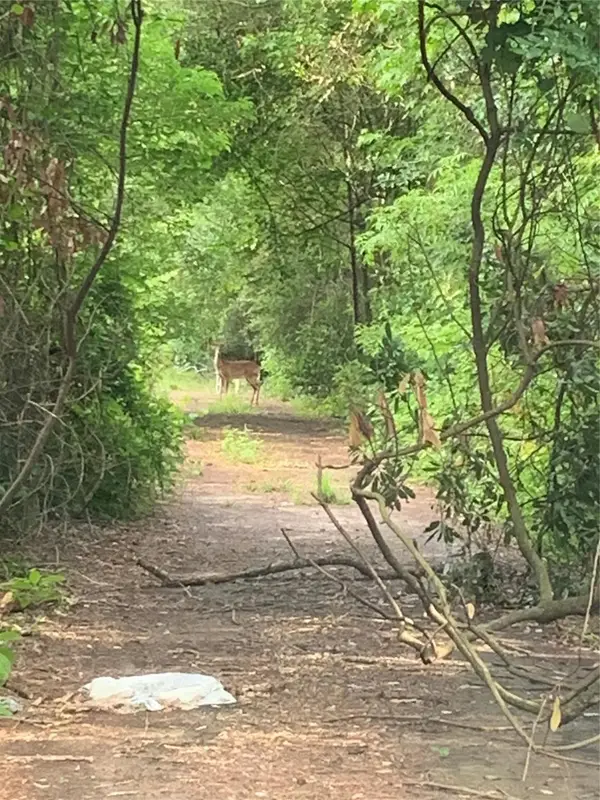 0 Cottonwood Cove Lane, Spring, TX 77380