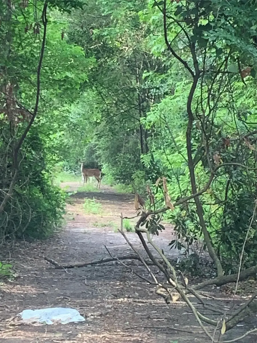 0 Cottonwood Cove Lane, Southeast Montgomery, TX 77380 - Image #2