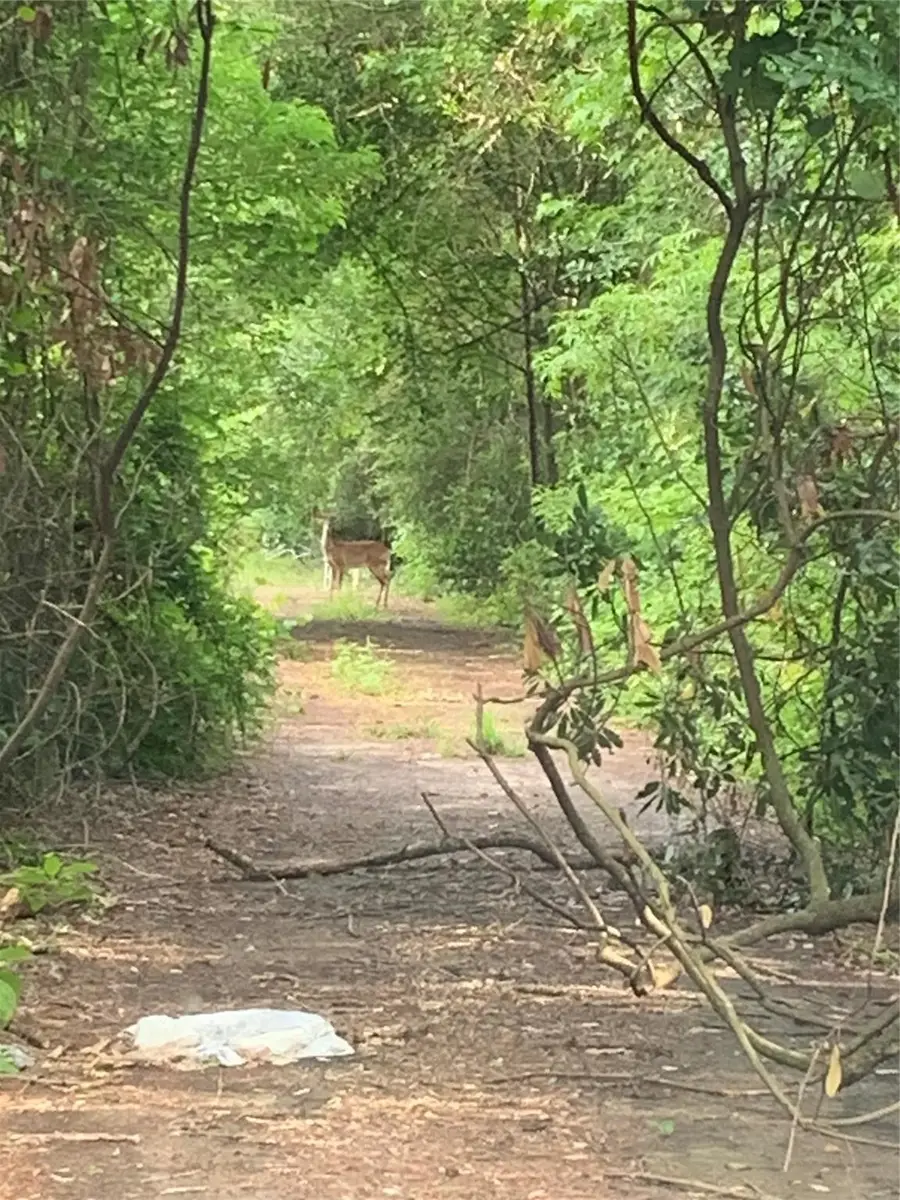 0 Cottonwood Cove Lane, Southeast Montgomery, TX 77380 - Image #3