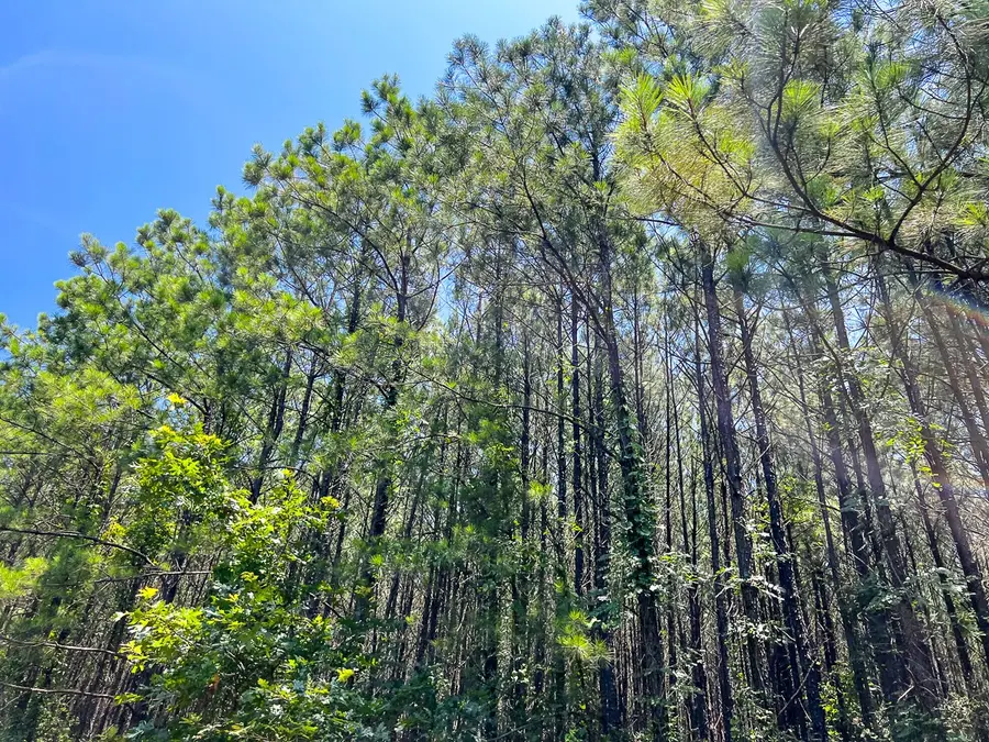 07 Bayou Road, Milam, TX 75948 - Image #2