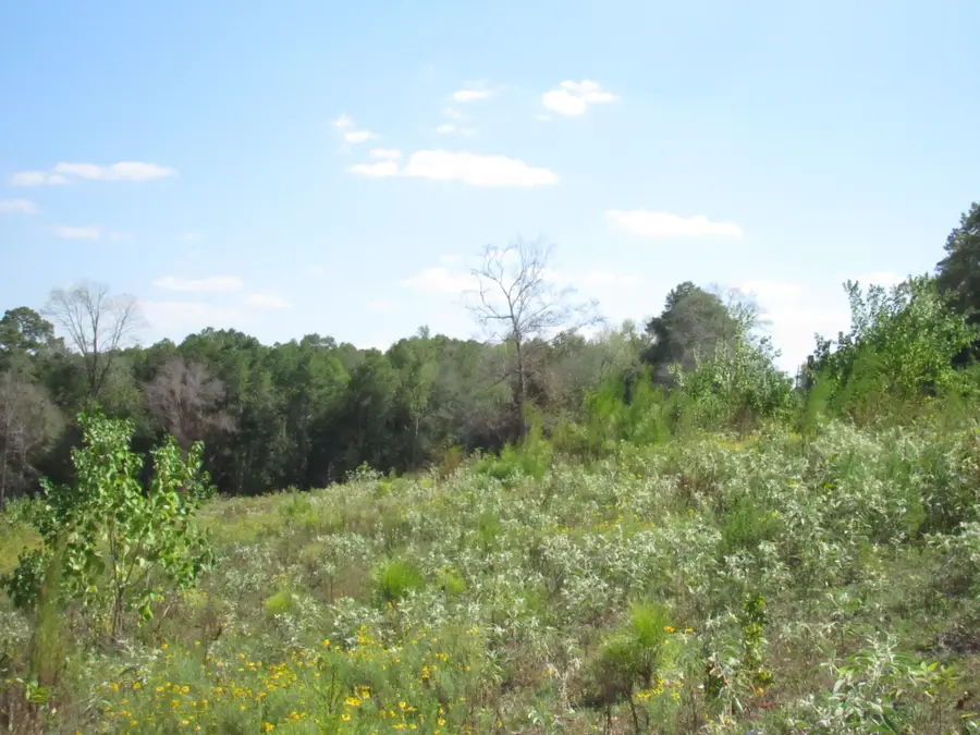 000 21 Fm256 N, Woodville, TX 75979 - #3