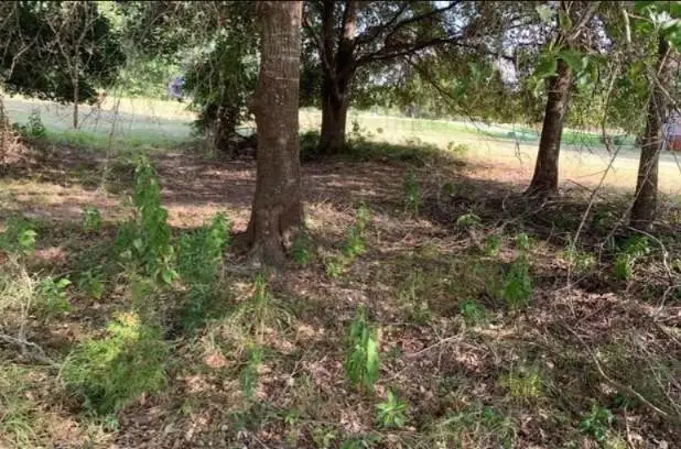 6 Wild Iris Court, Huntsville, TX 77340 - #3