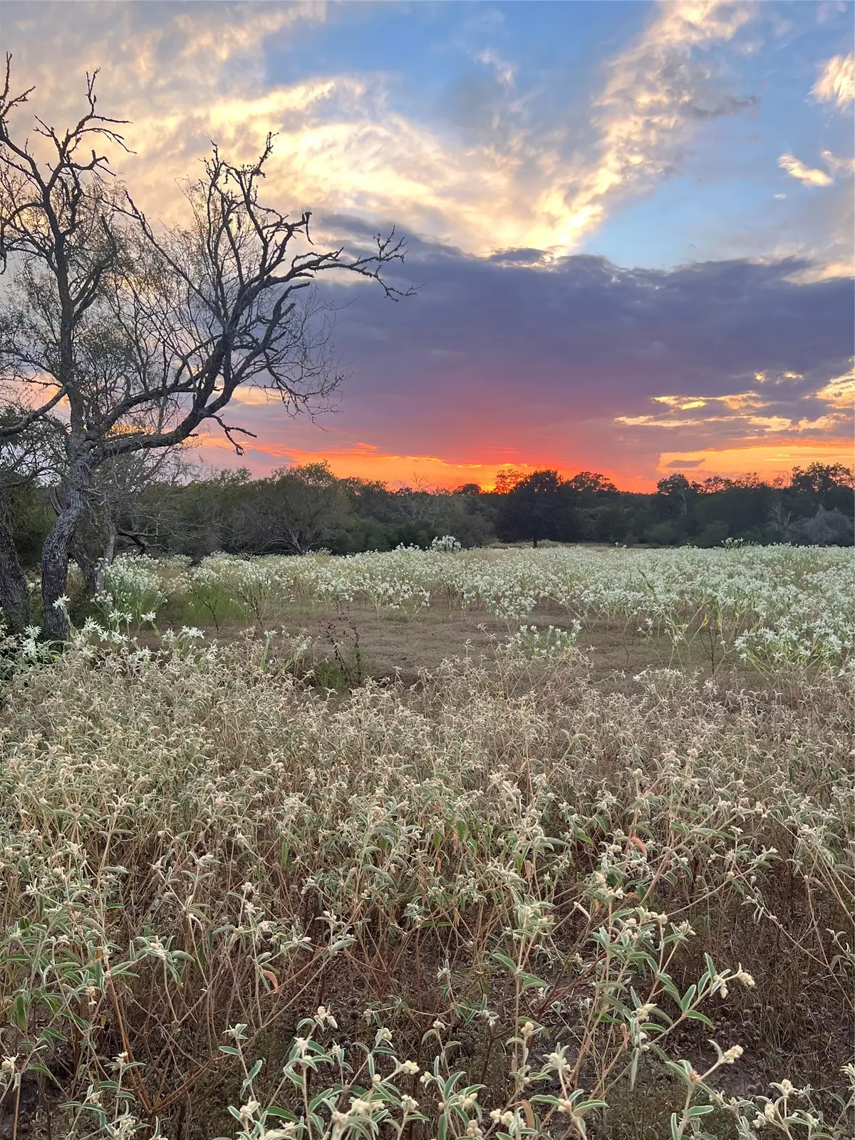 TBD County Road 134, Hallettsville, TX 77964 - #1