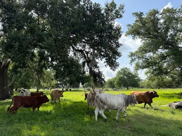 0 County Road 153 Sims Ave Road, Cedar Lane, TX 77415 - #2
