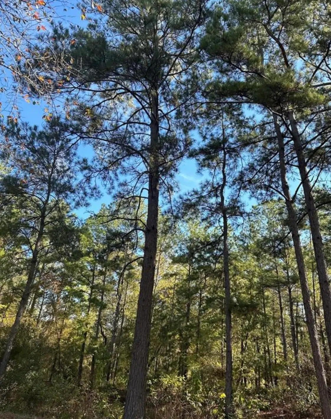 TBD 9845 Fm 149 Rd, Montgomery, TX 77316 - #1