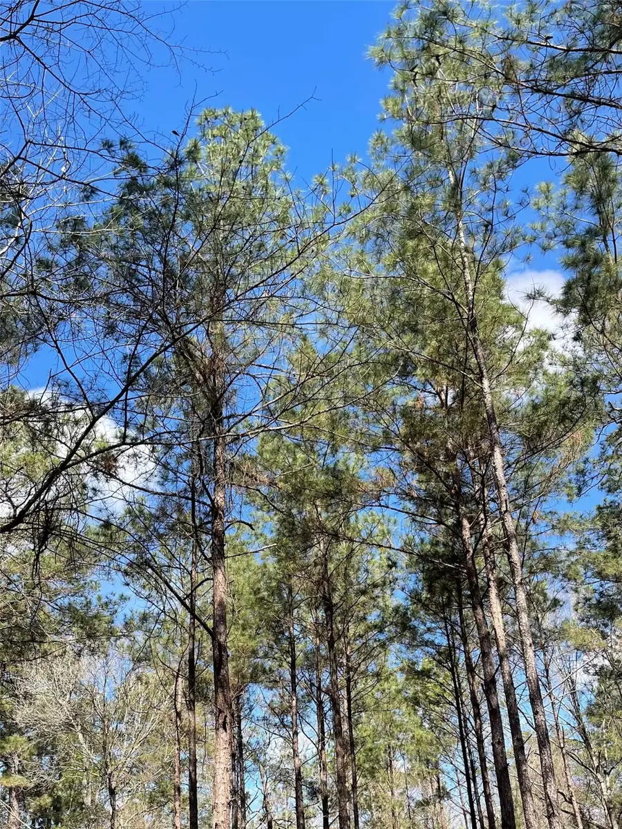 TBD 9845 Fm 149 Rd, Montgomery, TX 77316 - #2