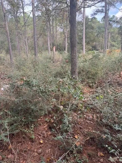 0 Basswood Lane, Plantersville, TX 77363 - Image #3