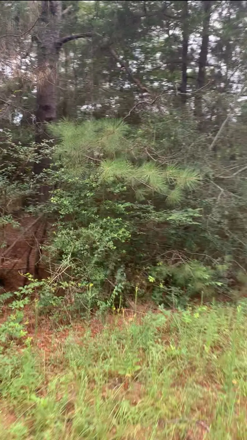 TBD Deerwood Drive, Hempstead, TX 77445 - Image #3