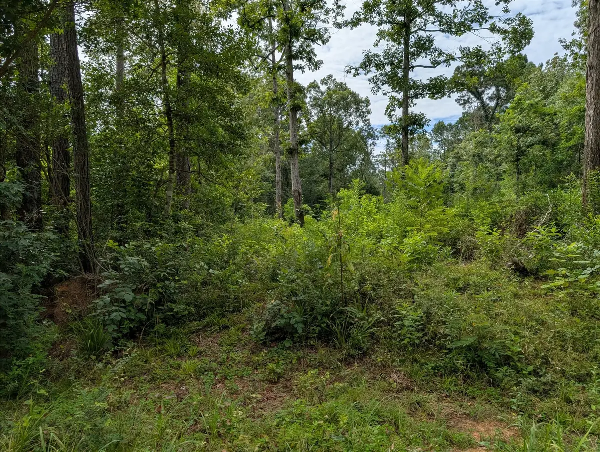 161 Ludies Drive, Livingston, TX 77351 - Image #1