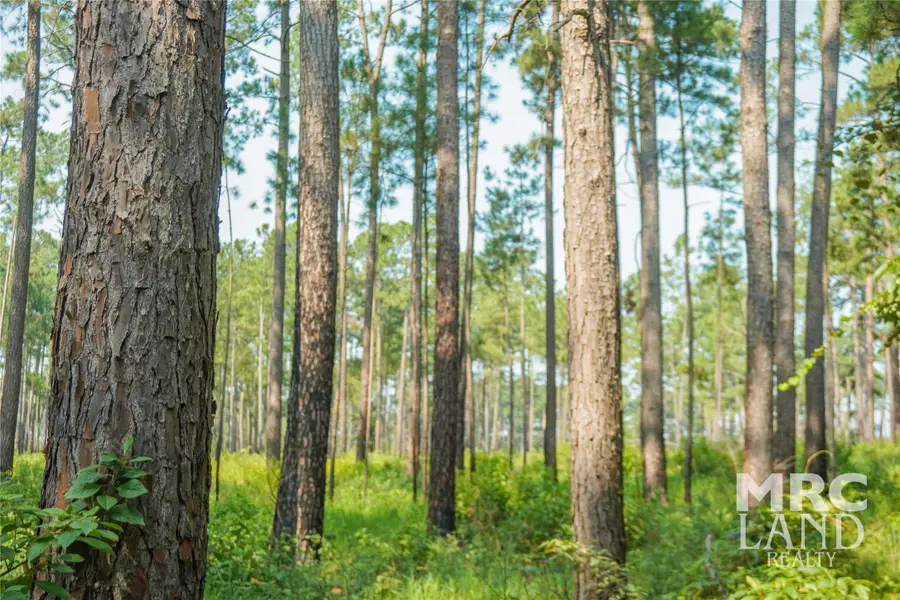 00 Forest Service Road 511, Grapeland, TX 75844 - #3