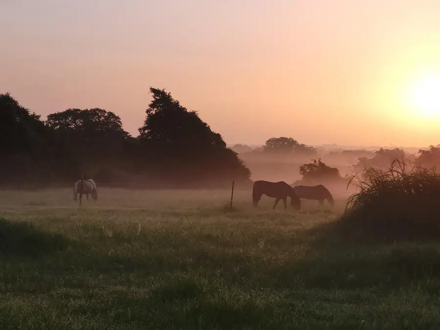 3521 Bryant Road, Schulenburg, TX 78956 - Image #2