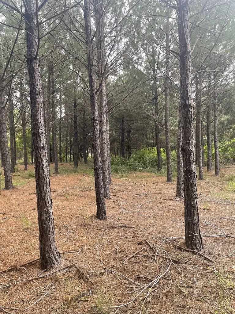 TBD Cr 1090, Center, TX 75935 - Image #2