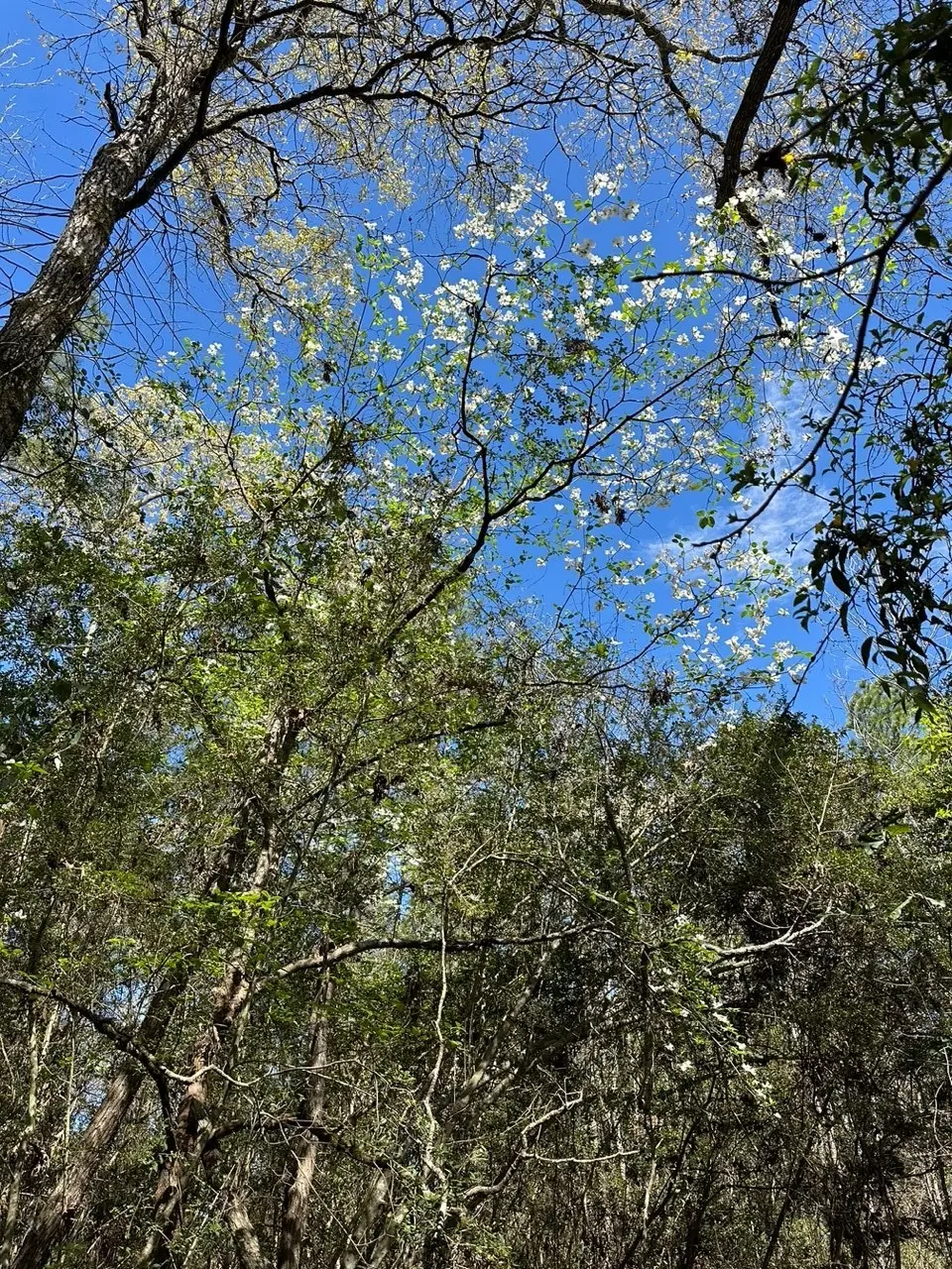 238 Sky Oak Lane, Huntsville, TX 77340 - #1