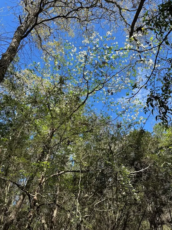 238 Sky Oak Lane, Huntsville, TX 77340