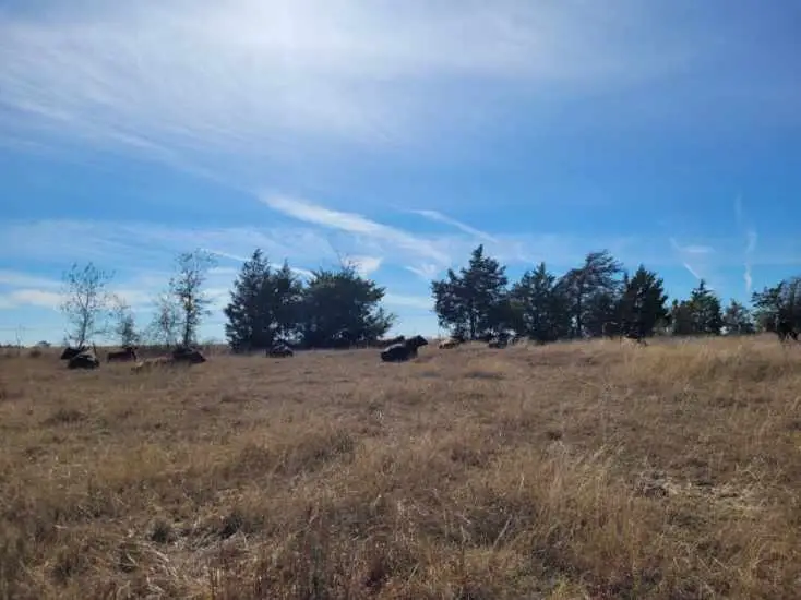 TBD 1 Caney Creek Road, Chappell Hill, TX 77426 - Image #3