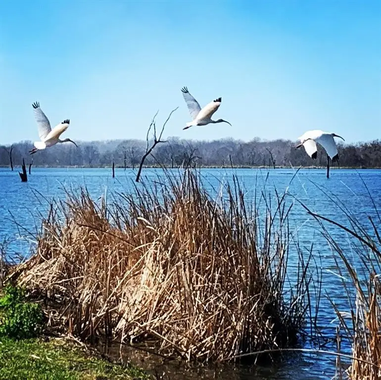 484 Conestoga Trail, Angleton, TX 77515 - Image #1