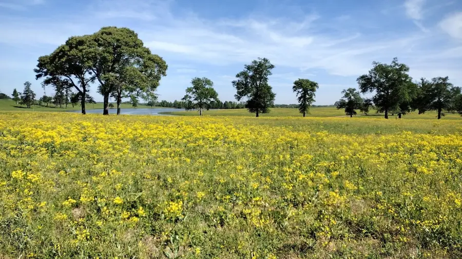 315 Clearlake Ln, Crockett, TX 75835 - Image #3