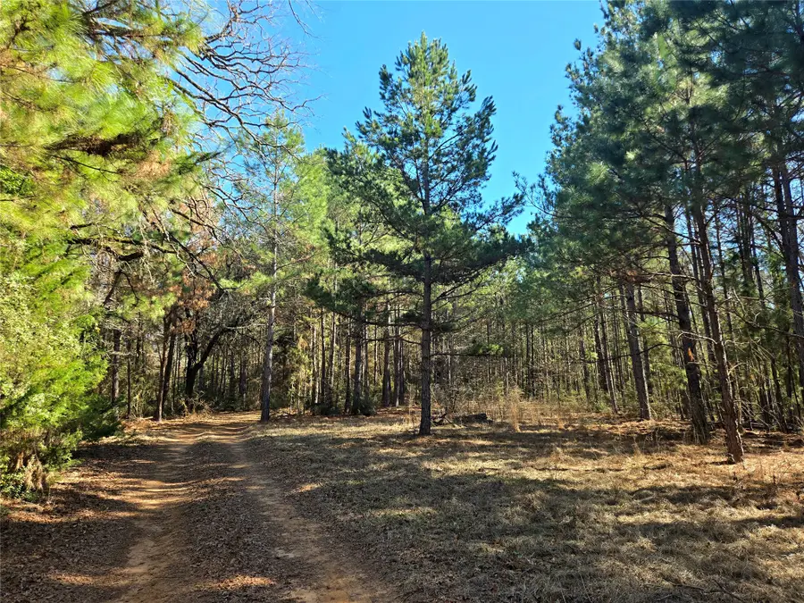 3901 County Road 1585, Grapeland, TX 75844 - #2