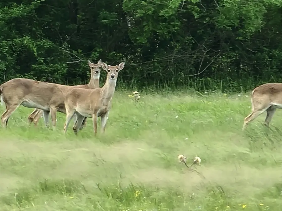 0 Brahman Trail Trail, Angleton, TX 77515 - Image #3